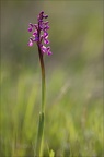 Orchis peint 19-04-19 26