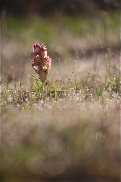 Serapias neglecta 20-04-19 65
