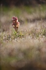 Serapias neglecta 20-04-19 65