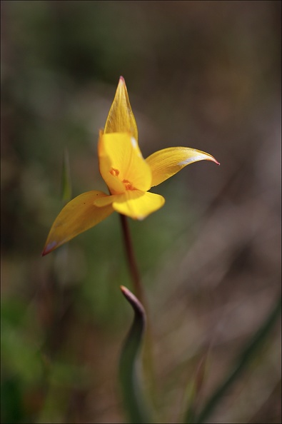 Tulipe sauvage_19-04-19_07.jpg