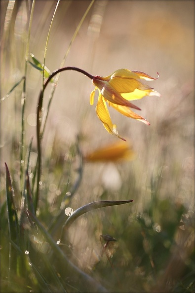 Tulipe sauvage_20-04-19_12.jpg