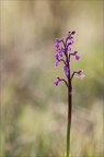  Anacamptis morio subsp. picta