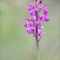 Anacamptis morio subsp. picta