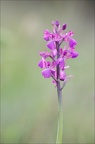 Anacamptis morio subsp. picta