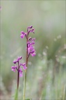 Anacamptis morio subsp. picta