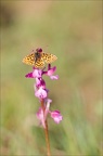 Petite Violette sur papilionacea