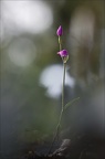  Cephalanthera rubra