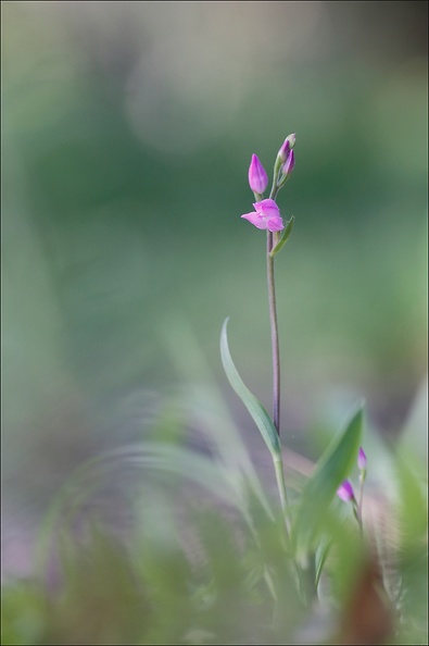  Cephalanthera rubra