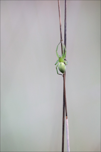  LUN7798 Micrommata virescens
