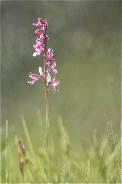  Anacamptis papilionacea