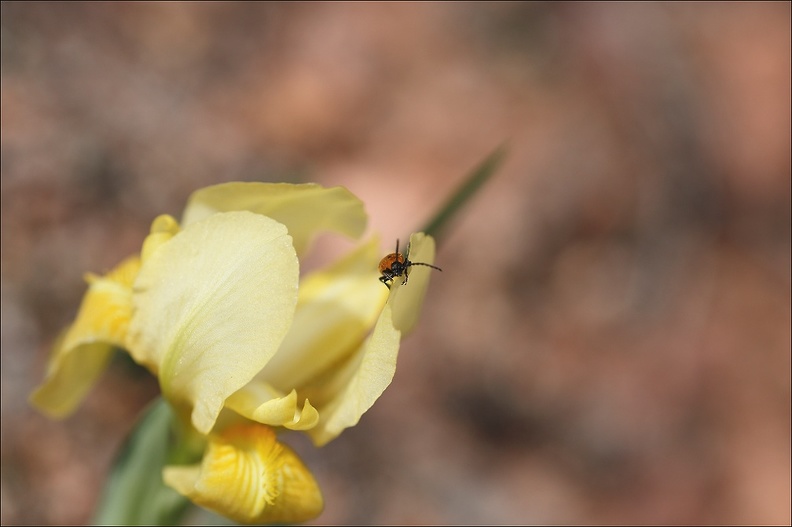  Iris des garrigues habité