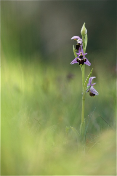 Ophrys scolopax