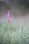  Anacamptis papilionacea