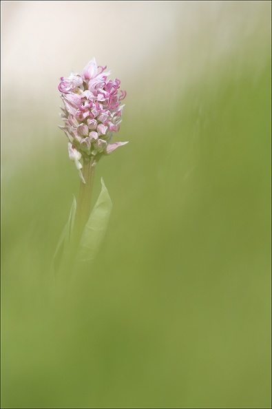 Orchis simia