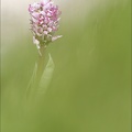 Orchis simia