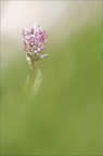 Orchis simia