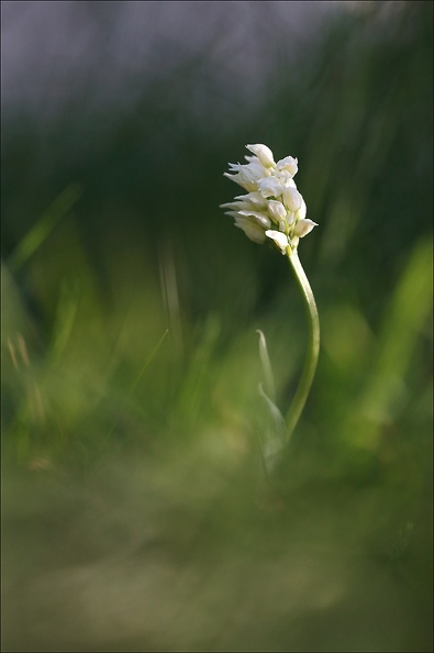 Orchis simia albinos