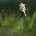 Orchis simia albinos