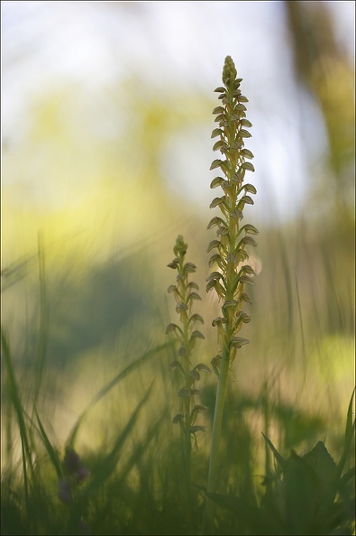 Orchis antropophora