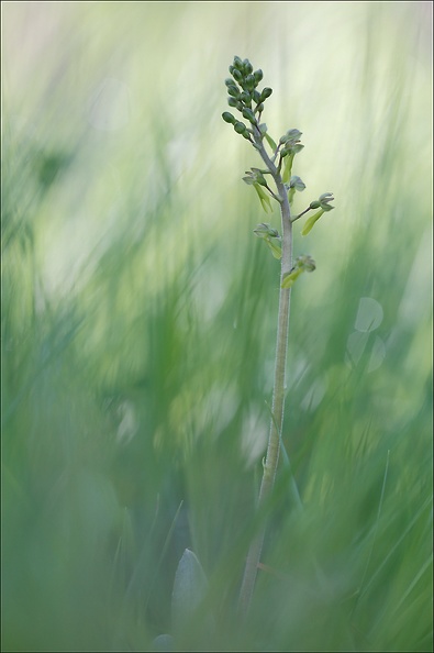 Listera ovata