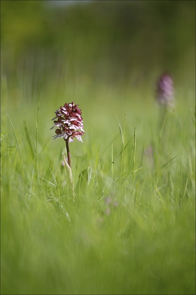Orchis purpurea