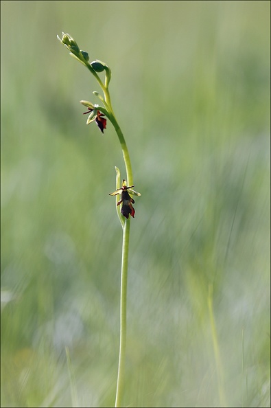 Ophrys insectifera