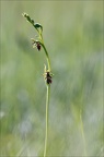 Ophrys insectifera