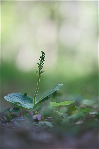 Listera ovatia