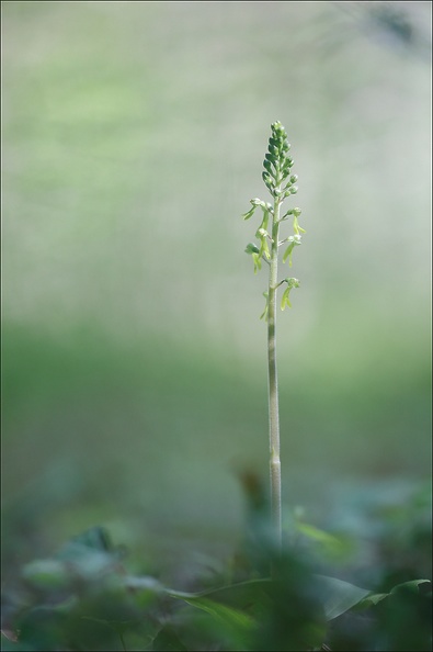 Listera ovatia