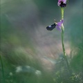 Ophrys drumana III