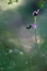 Ophrys drumana III