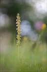 Orchis anthropophora