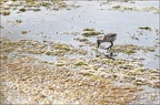 Avocettes bb 23-06-19 02