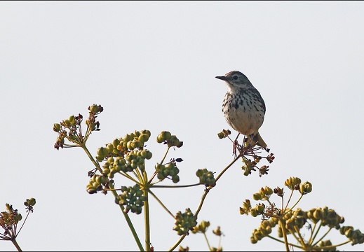 Pipit 14-06-19 02 (1279 visits) Pipit 14-06-19 02