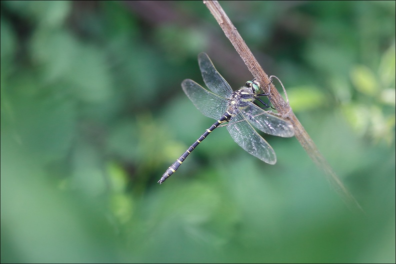 Cordulegaster bidentata 