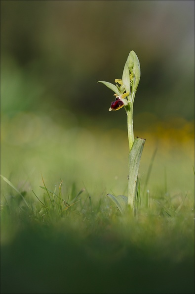 Ophrys arachn.jpg