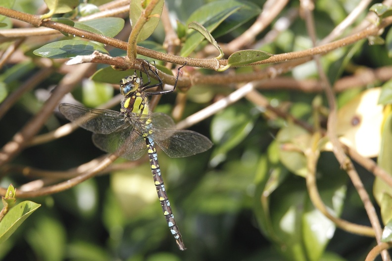 Aeschne bleue II