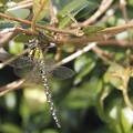 Aeschne bleue II