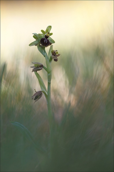 Ophrys sphegodes.jpg
