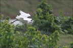 Aigrette garzette 04-03-20 01