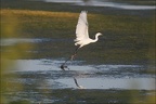 Aigrette garzette 18-03-20 43