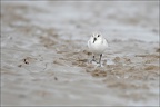 Bécasseau sanderling 07-03-20 19