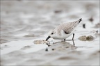 Bécasseau sanderling 07-03-20 26