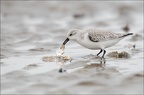 Bécasseau sanderling 07-03-20 28