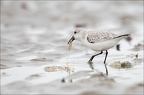 Bécasseau sanderling 07-03-20 30