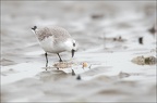 Bécasseau sanderling 07-03-20 33