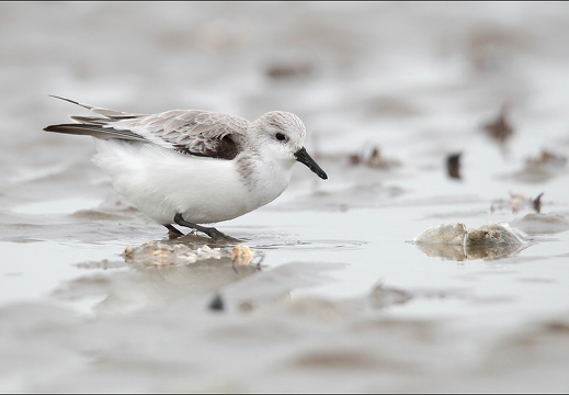 Bécasseau sanderling 07-03-20 40 (1205 visits) Bécasseau sanderling 07-03-20 40