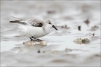 Bécasseau sanderling 07-03-20 40