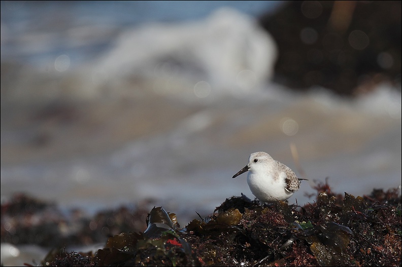 Bécasseau sanderling 08-03-20 07