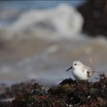 Bécasseau sanderling_08-03-20_07.jpg